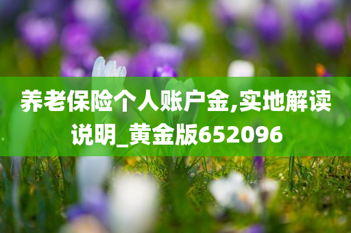 养老保险个人账户金,实地解读说明_黄金版652096